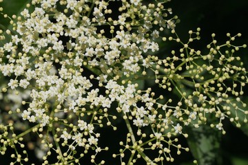 Holunderblüten und Knospen