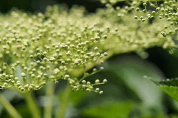 Knospen von Holunderblüten an Rispen