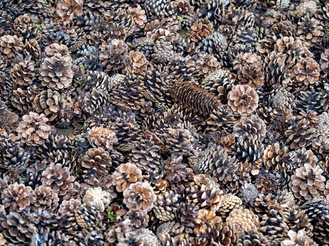Many pine cones on the ground
