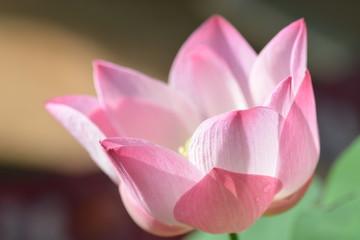 lotus flowers blooming with the morning light
