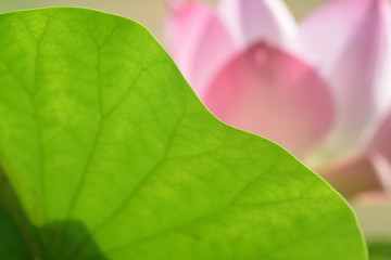lotus flowers blooming with the morning light