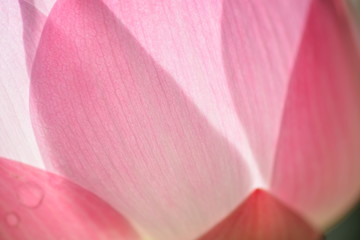 lotus flowers blooming with the morning light