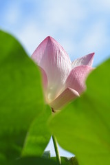macro and closeup of pink blooming lotus flower 