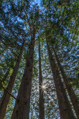 Obraz premium 塔ノ岳 06