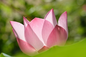 macro and closeup of pink blooming lotus flower 