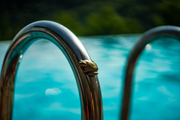 Obraz na płótnie Canvas Frog in the outdoor pool
