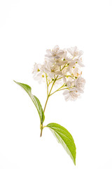 spring flower on the white background
