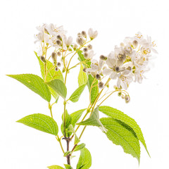 spring flower on the white background