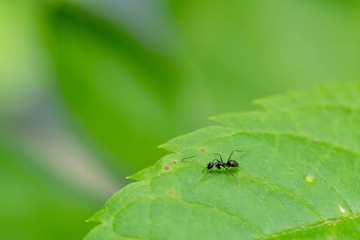 close up black ant on green leaf
