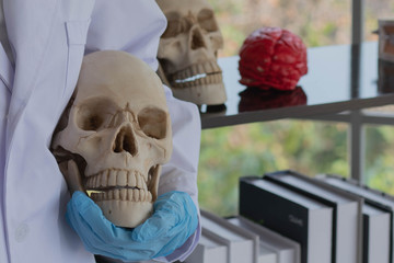 doctor hold skull by hand