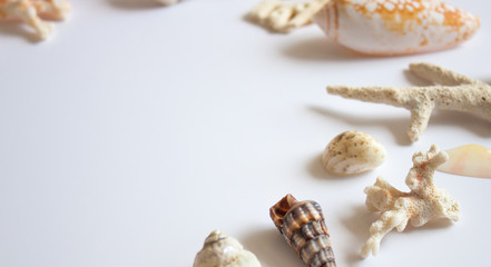 Obraz premium Sea shells and corals on white background.