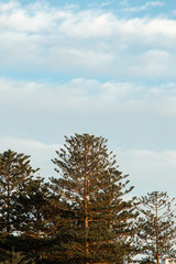 Pine trees with sky as a background.