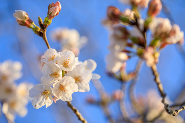 桜 35