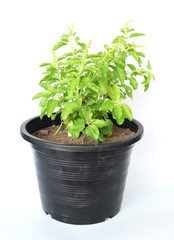 Fototapeta premium Holy basil (Ocimum tenuiflorum L.) In a black pot and with a white background