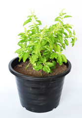 Holy basil (Ocimum tenuiflorum L.) In a black pot and with a white background