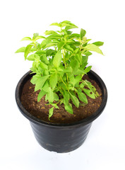 Lemon basil (Ocimum × africanum Lour.)In a black pot and with a white background