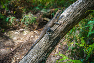 Fototapeta premium Eastern Water Dragon in the blue mountains, australia
