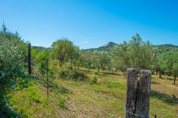 Scenic landscape of green hills and rocky mountains of the island of Sardinia in spring