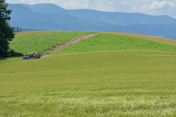 Naklejka premium 北海道の畑