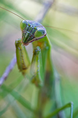 カマキリ