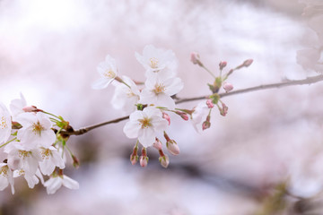 桜 39