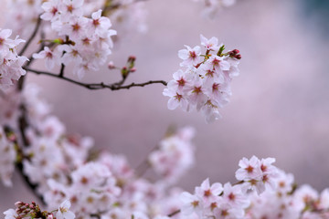 桜 44