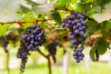 Bunch of grapes in the vineyard