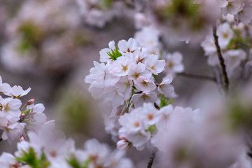 桜 46