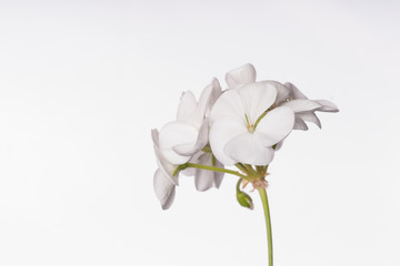 Naklejka na ściany i meble White Geraniums - Isolated Flowers
