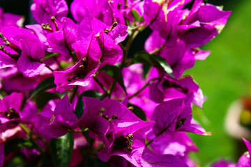 pink