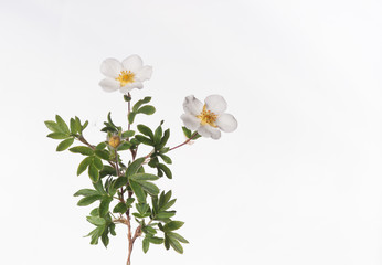 White Potentilla - Isolated Branch with Flowers