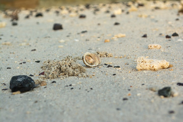 Fototapeta na wymiar in a nut shell