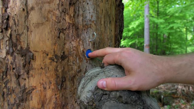Playing Treasure Hunt Game Hiding and Finding Geocache Container in Forest POV