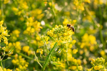yellow mustard flowers with bee