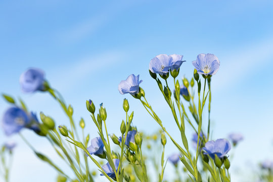 flax field with blue flowers