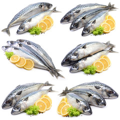 Mackerel fish on white background