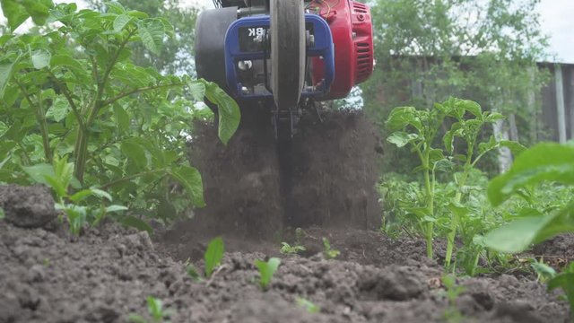 A man works the land with a small tractor. Agriculture, manual labor. Hand farming, natural healthy food.