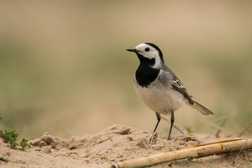 White wagtail (Motacilla alba). Polesie. Ukraine