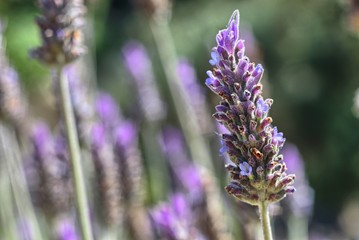 Fiore di lavanda