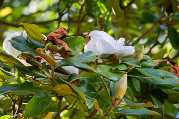 Magnolia flower buds, petals and leaves on a branch