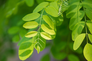 Fototapeta na wymiar Small green leaves on a tree branch