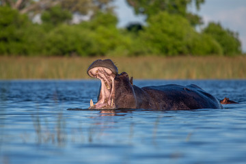 Fototapeta premium Hippo with open muzzle in the water. African Hippopotamus, Hippopotamus amphibius capensis, with evening sun, animal in the nature water habitat, Botswana, Africa