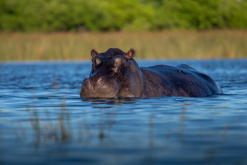 Fototapeta premium Hippo with open muzzle in the water. African Hippopotamus, Hippopotamus amphibius capensis, with evening sun, animal in the nature water habitat, Botswana, Africa