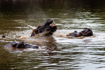 Hippo with open muzzle in the water. African Hippopotamus, Hippopotamus amphibius capensis, with...