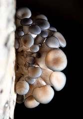 Oyster mushrooms grow on the farm
