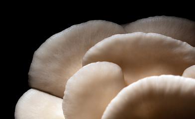 Oyster mushrooms grow on the farm