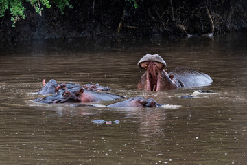Hippo with open muzzle in the water. African Hippopotamus, Hippopotamus amphibius capensis, with...