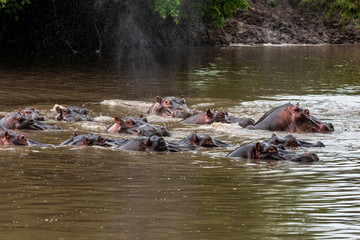 Hippo with open muzzle in the water. African Hippopotamus, Hippopotamus amphibius capensis, with evening sun, animal in the nature water habitat, Botswana, Africa