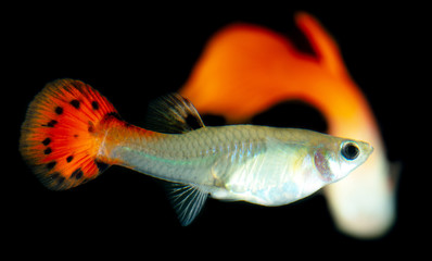 Little fish on a black background