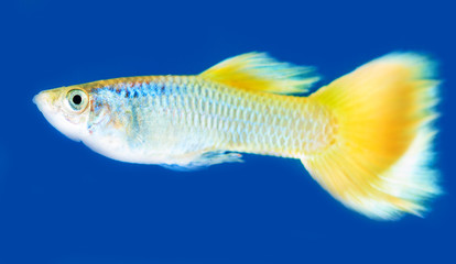 Little aquarium fish on blue background